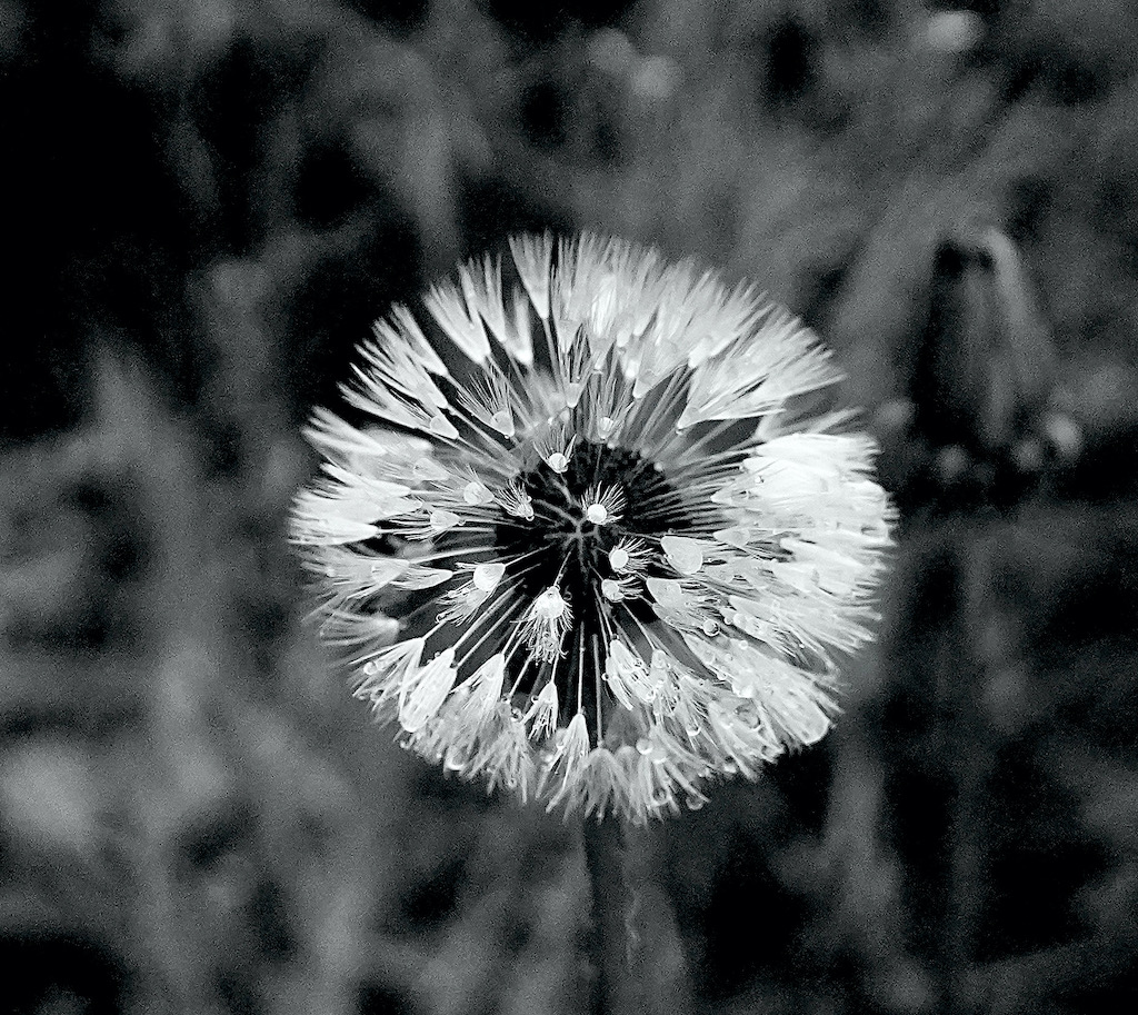 paardenbloem bw3 - 1