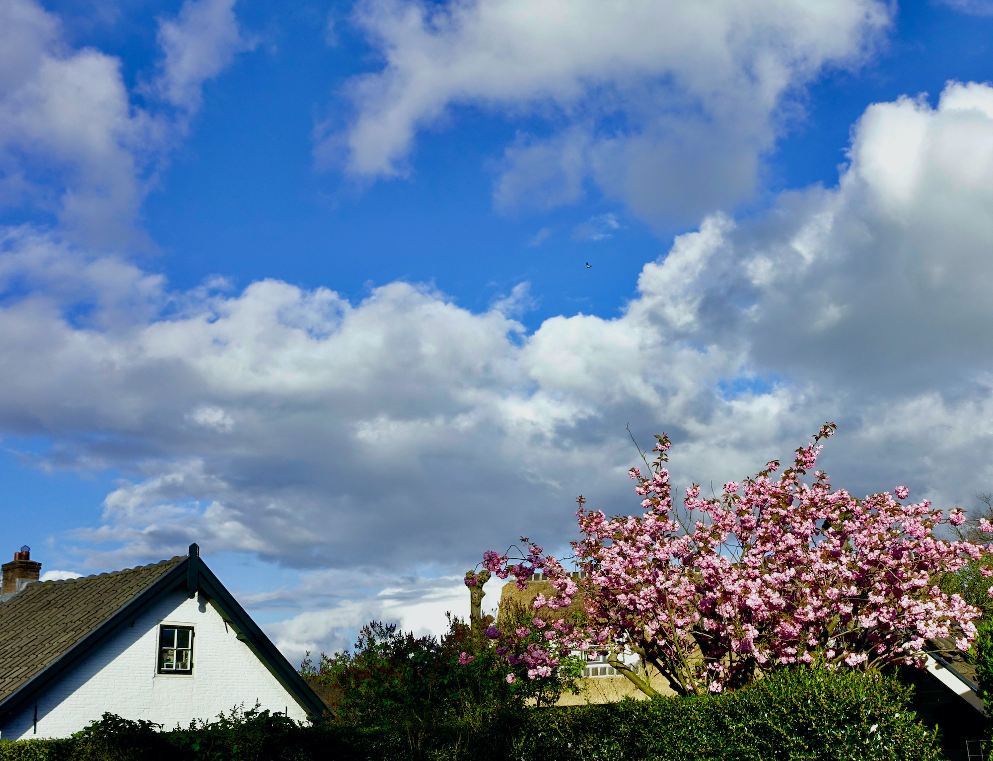 roze bloesem lucht - 1