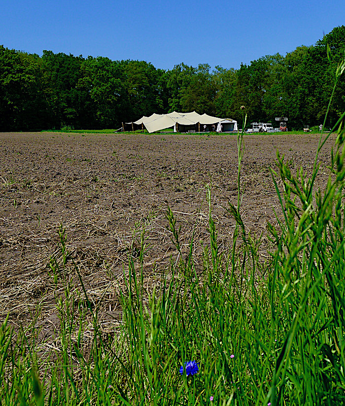 tent korenbloem - 1
