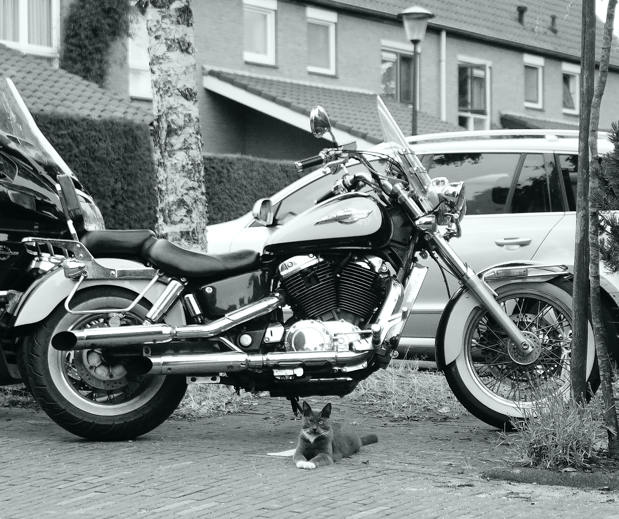 harley cat - 1