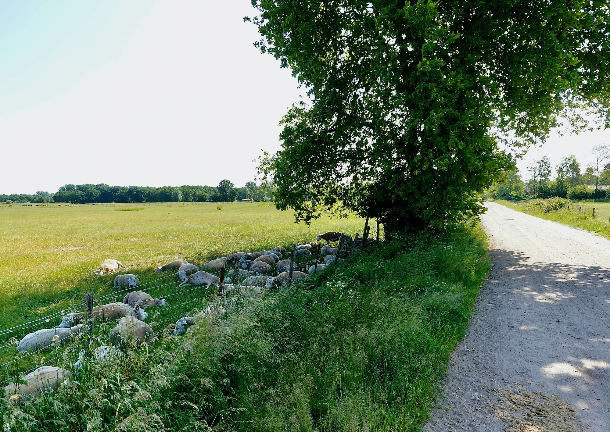 schapen slotweg - 1