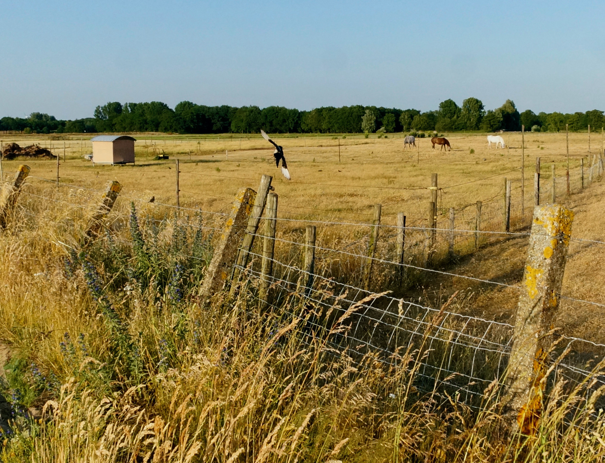 wei slotweg ekster - 1