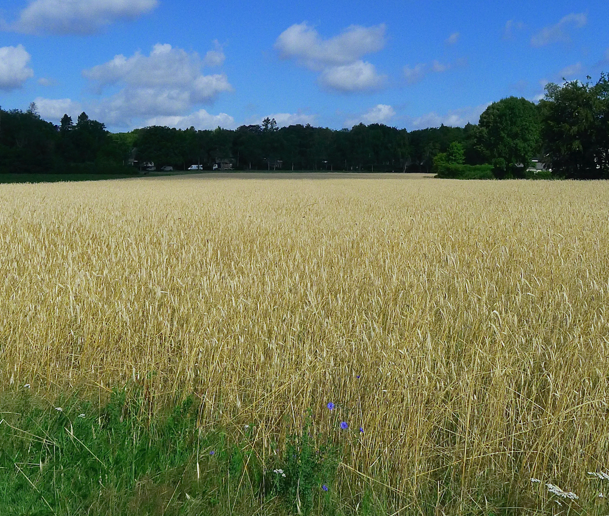 eng noolsewg koren 1 - 1