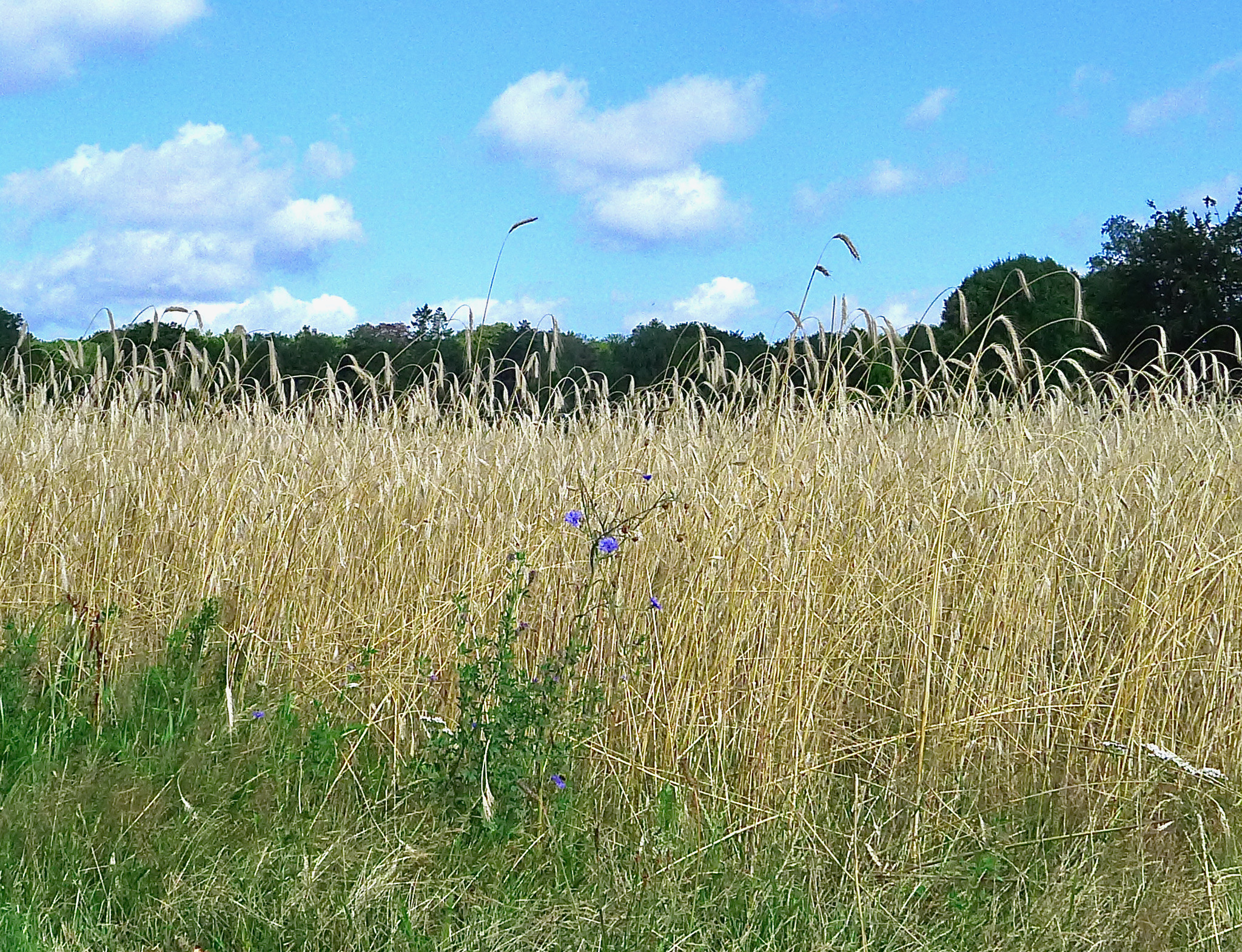eng noolsewg koren 2 - 1