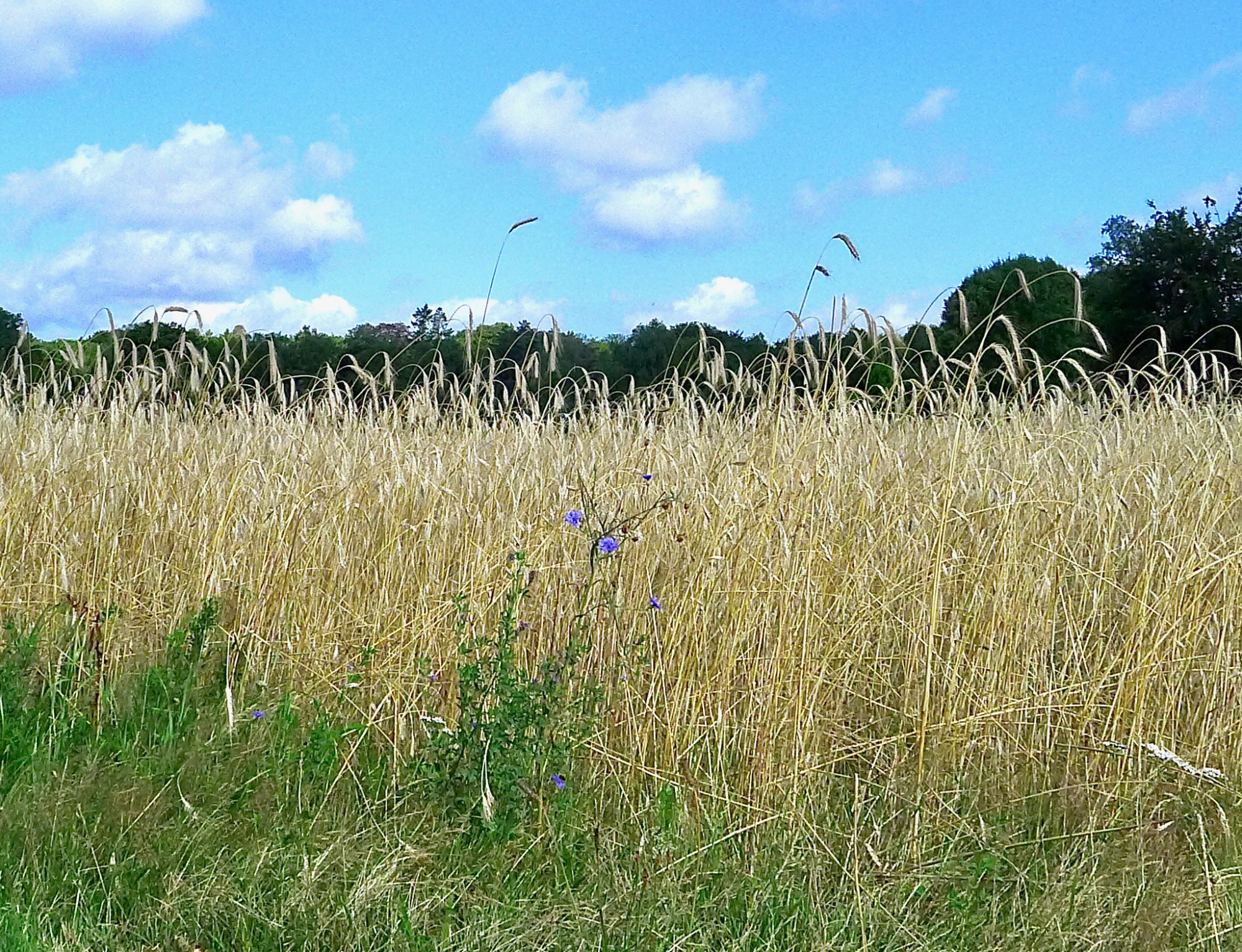 eng noolsewg koren 2 - 1