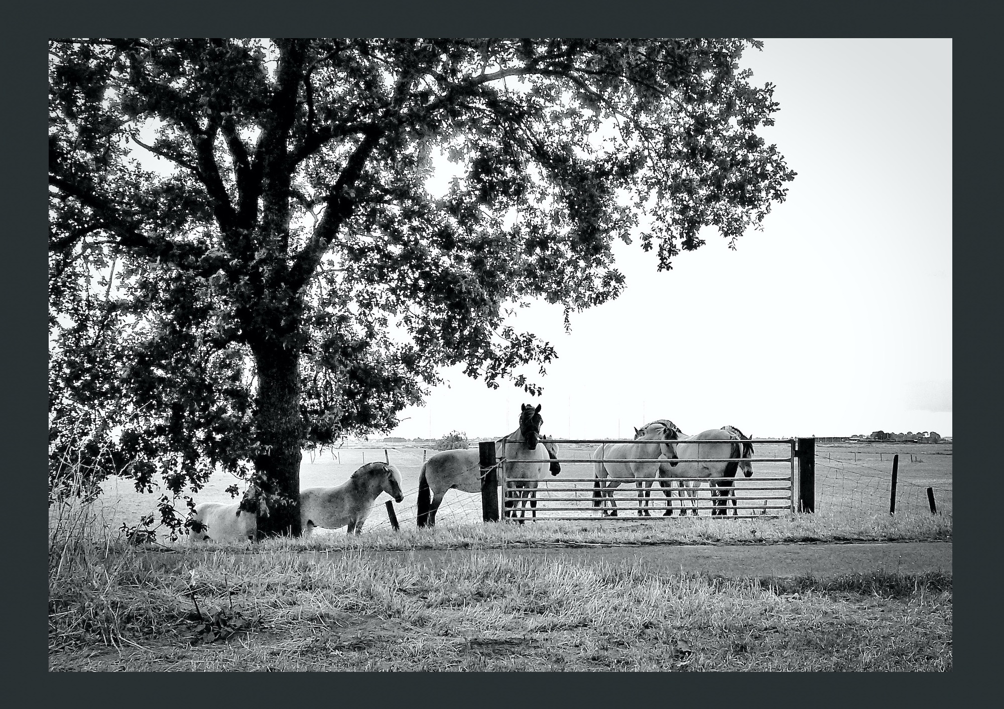 fjorden grijskader kopie