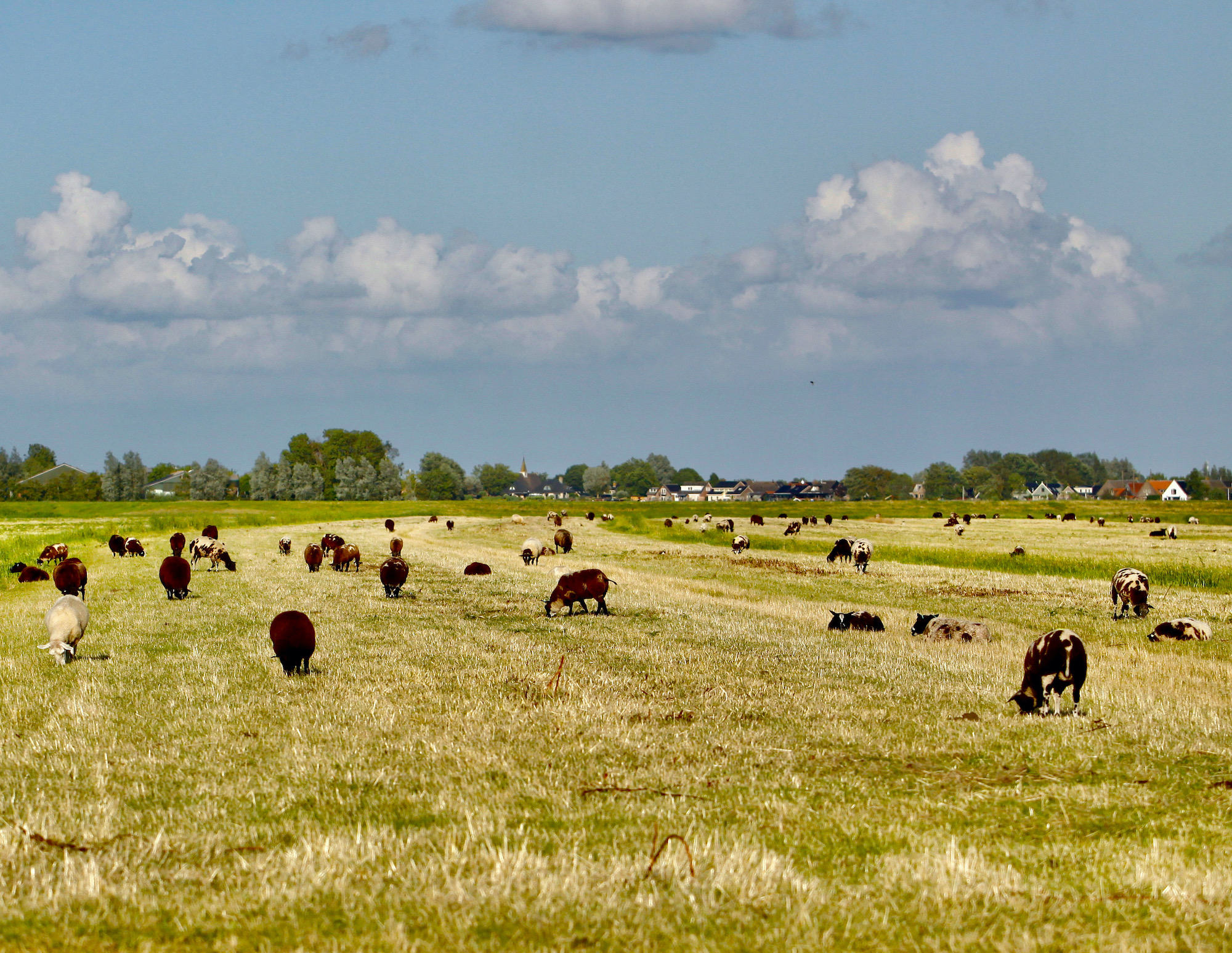 koeien wei wolken - 1