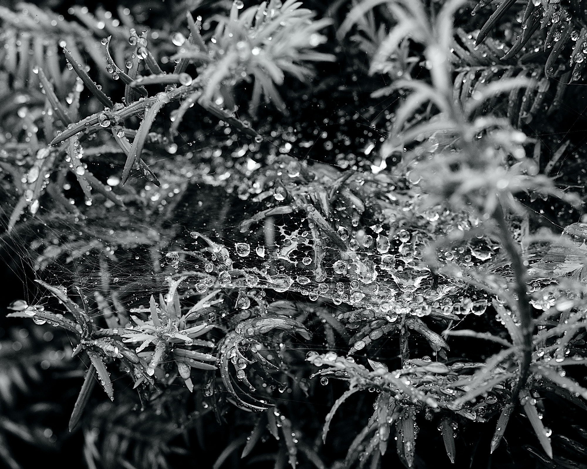 stralendparelend2 - 1