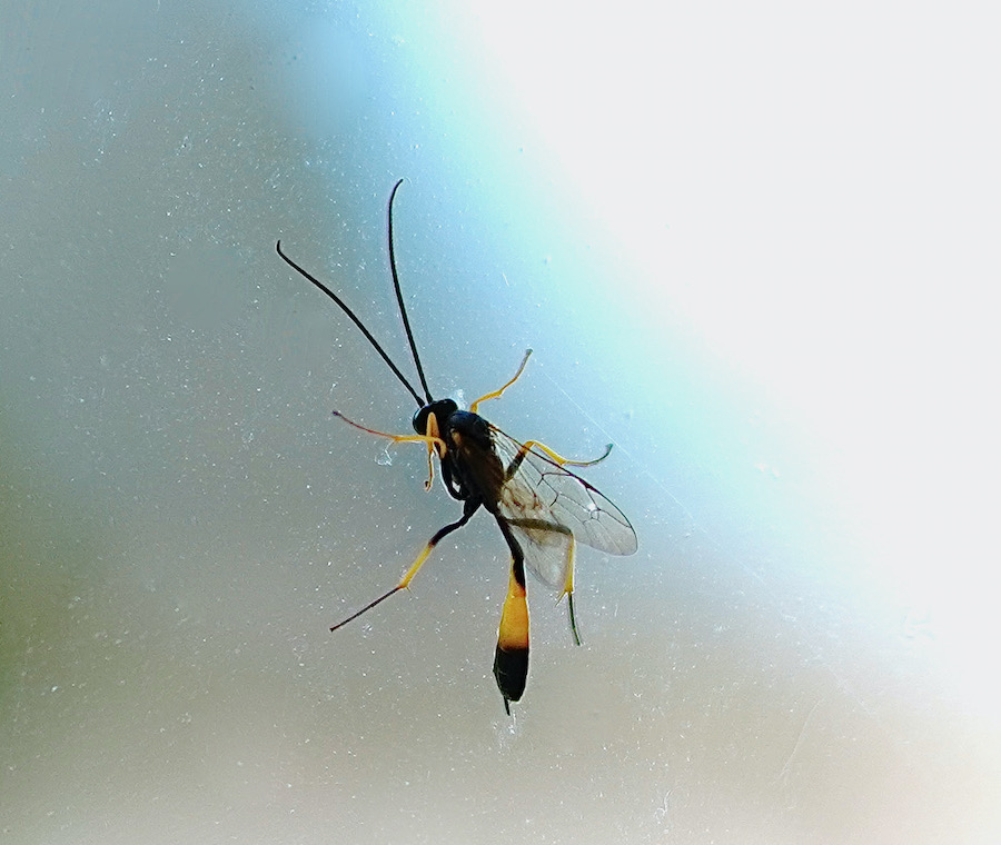 vliegwesp binnen2 - 1