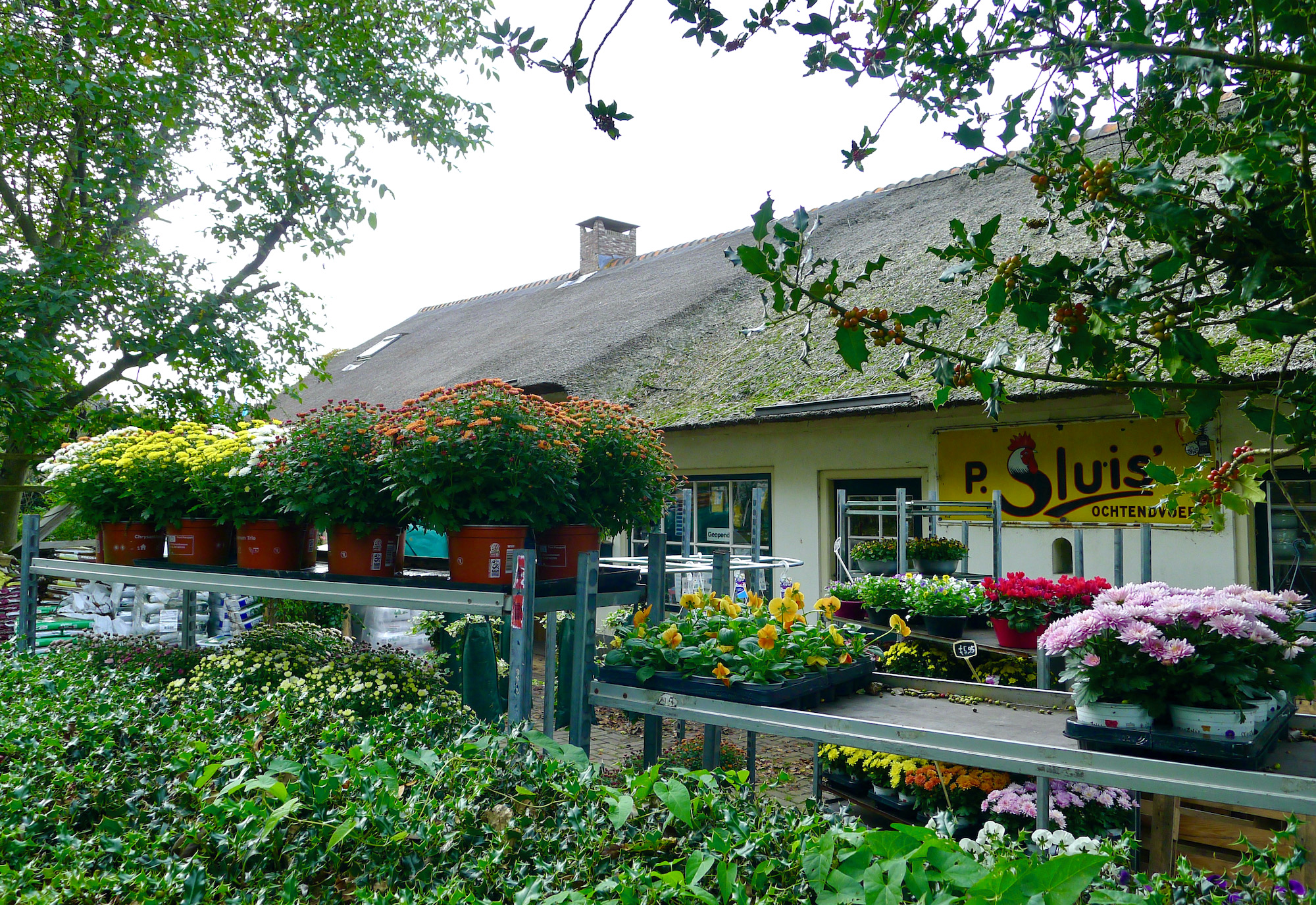 meelmuis kleuren - 1