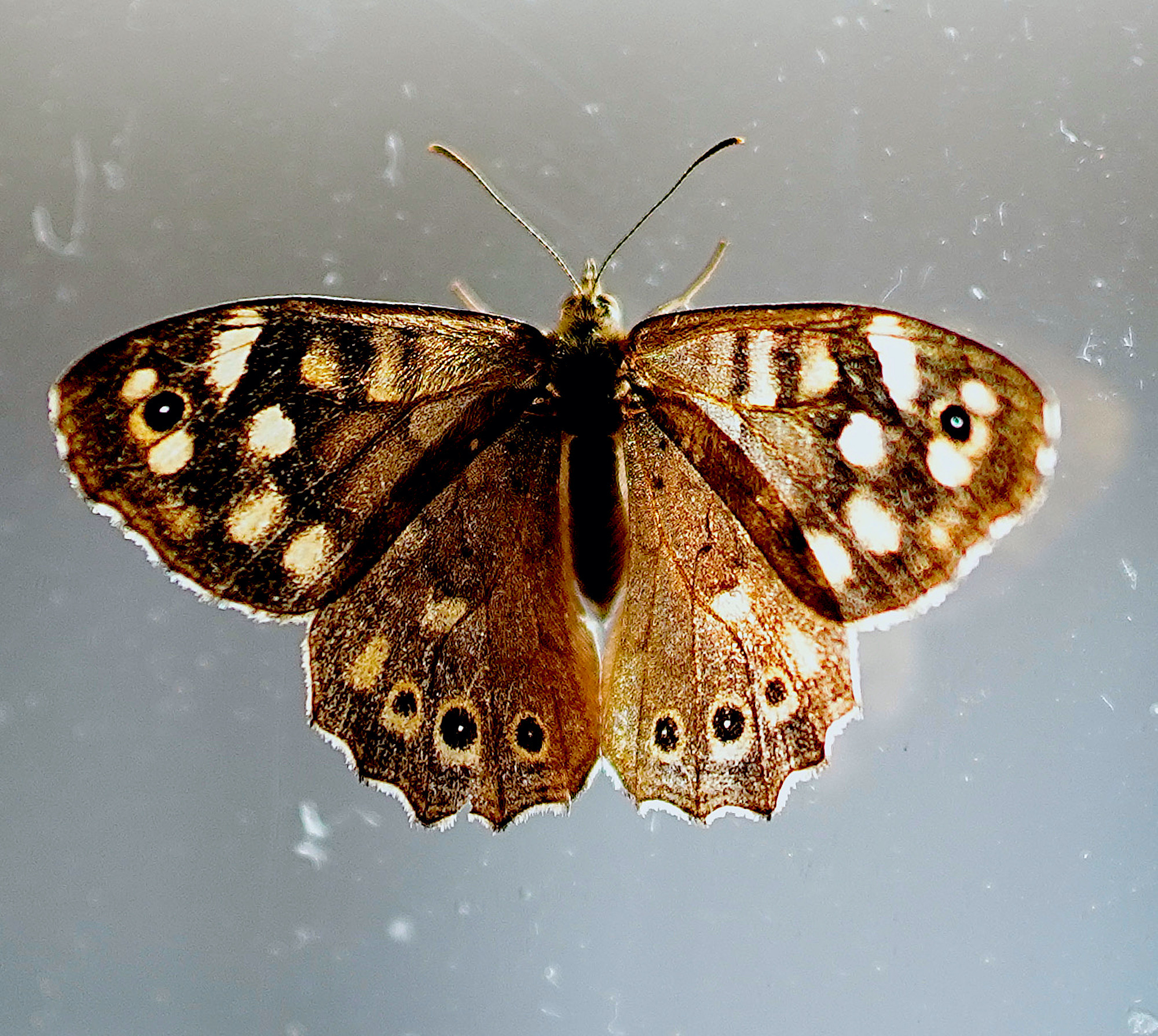 passant vlinder 3 - 1