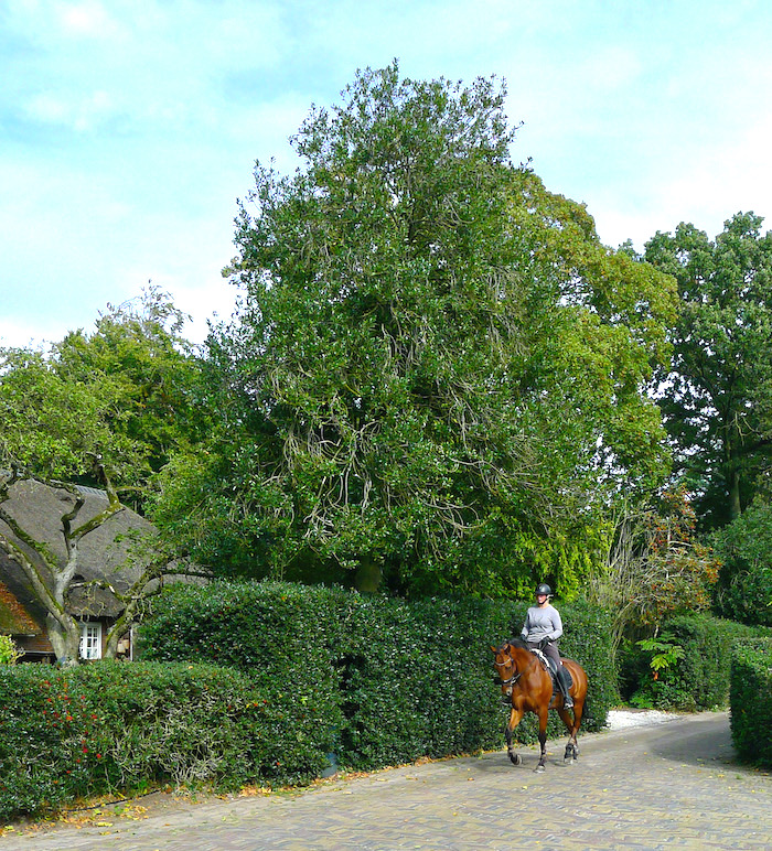 ruiter draf angerechts - 1