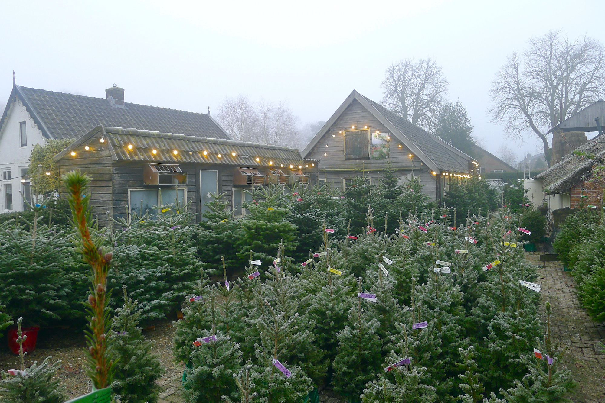 lammert bomen mist - 1