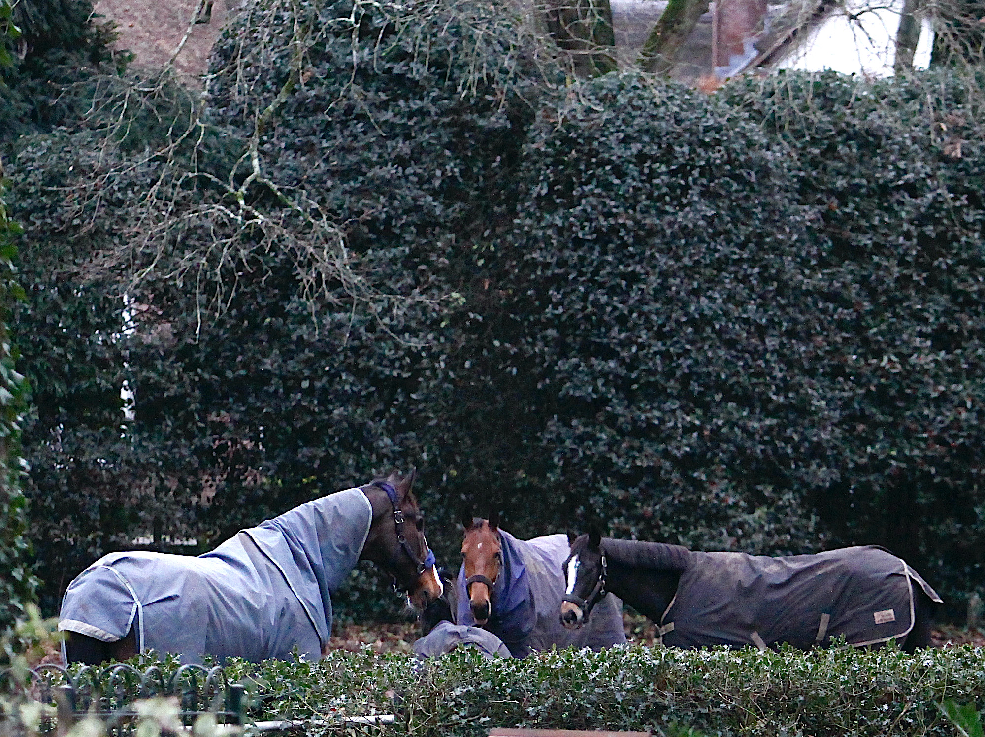 gesprek 3 paard2 - 1