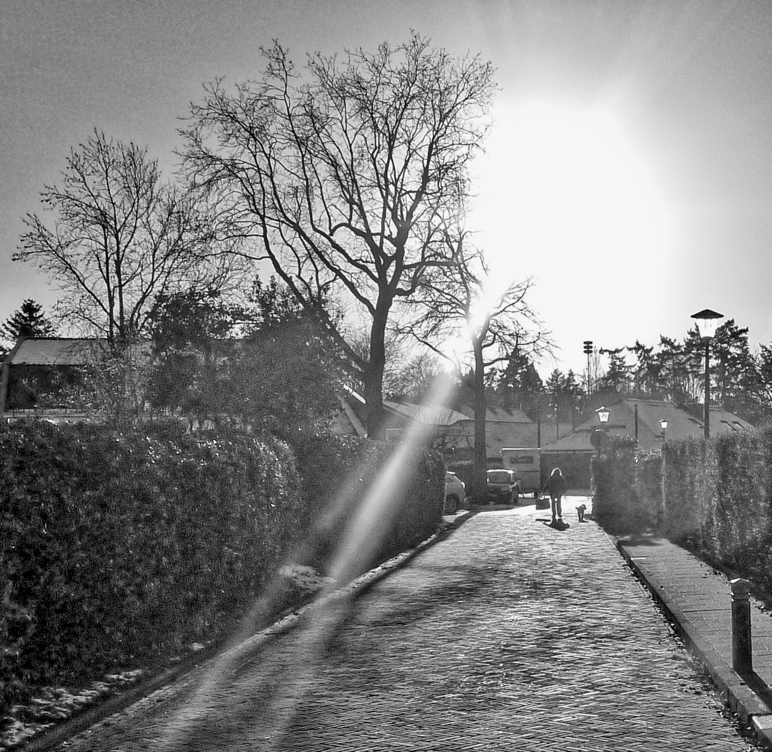 vr hond backlite bw - 1