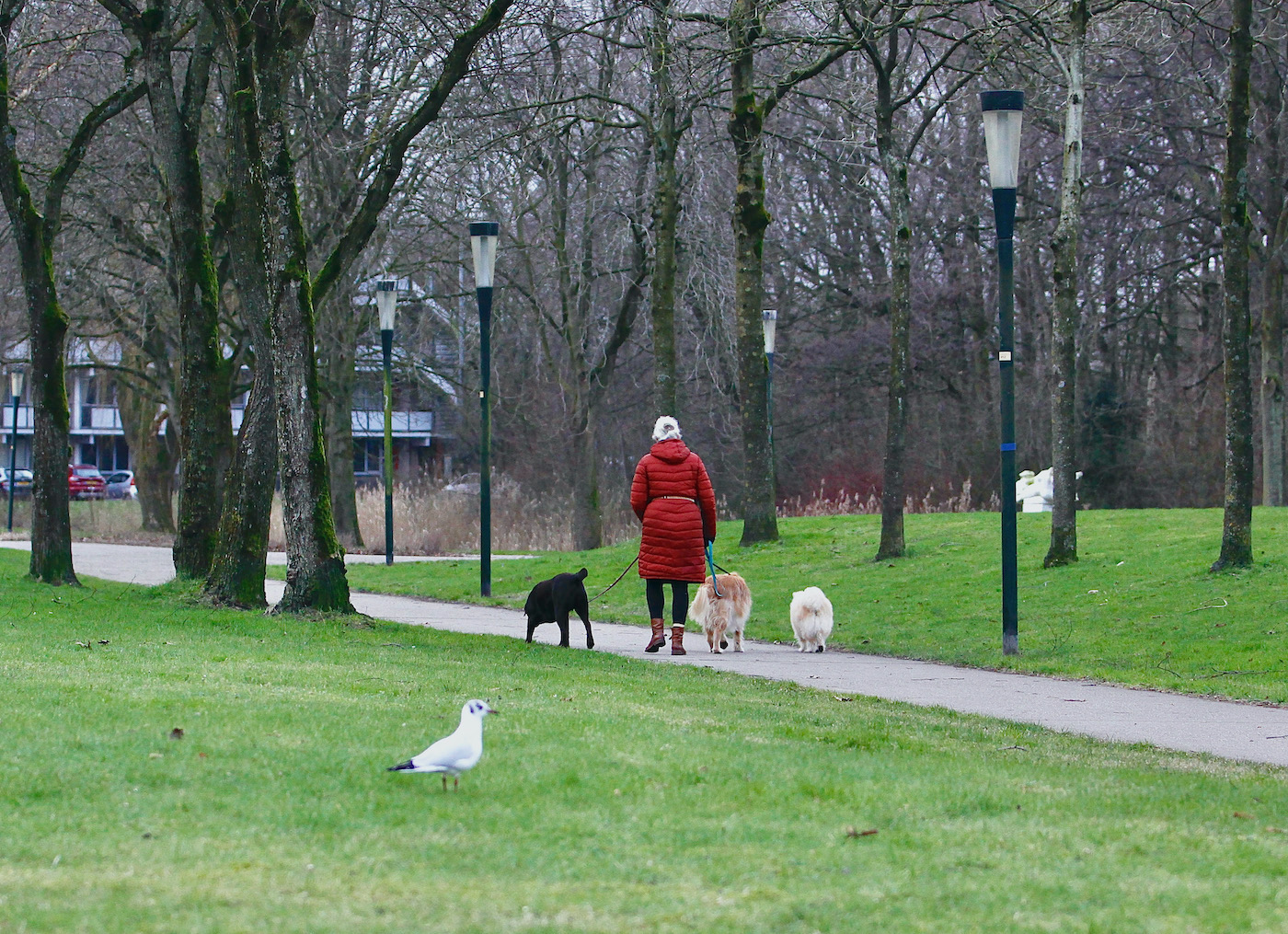 bijvanck park meeuw honden - 1