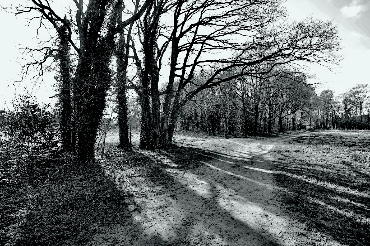 caliskampweg boom backlite bw - 1