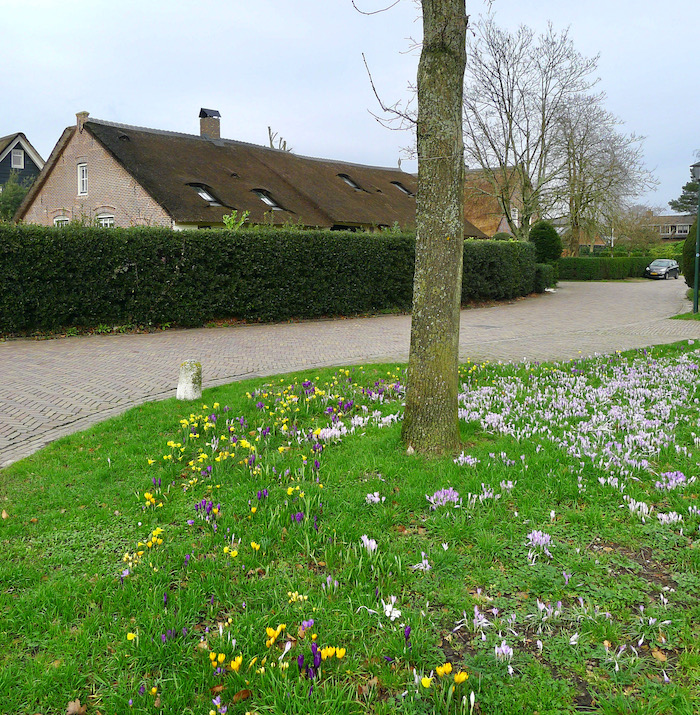 krokussen eemnweg - 1