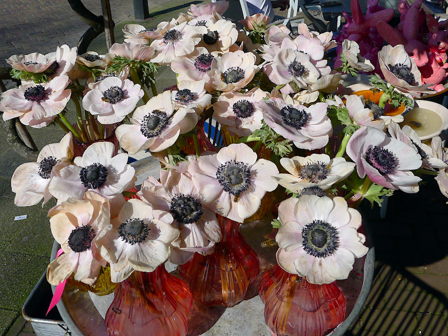 bloem bijbijjelle2 - 1