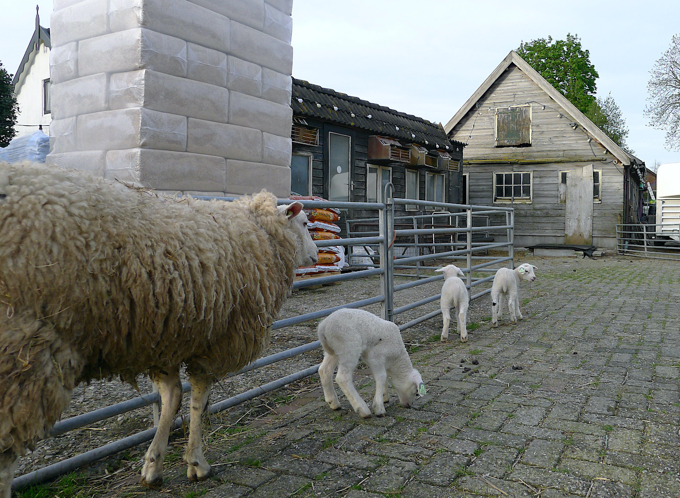 lammetjes - 1