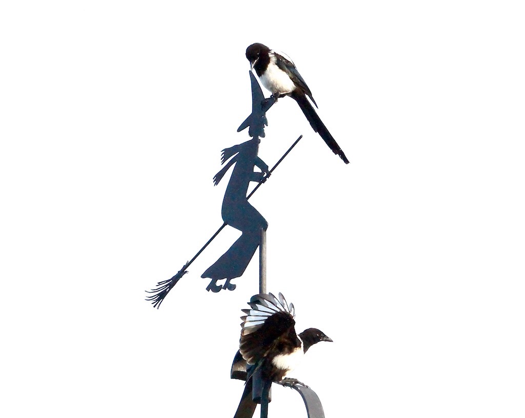 eksters heks - 1 (1)