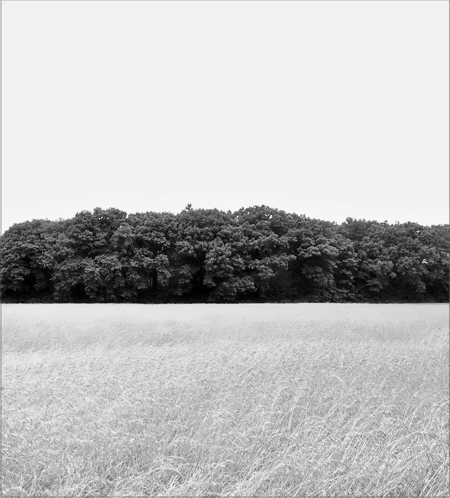 eng koren bomen bw - 1