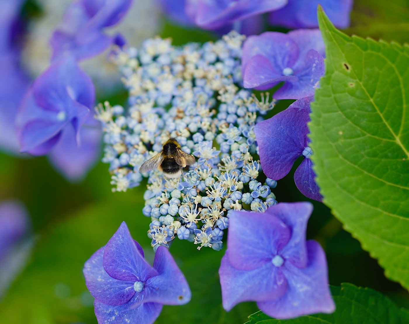 hommel hortensia - 1