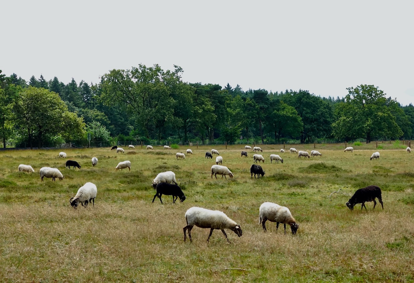 schapen - 1