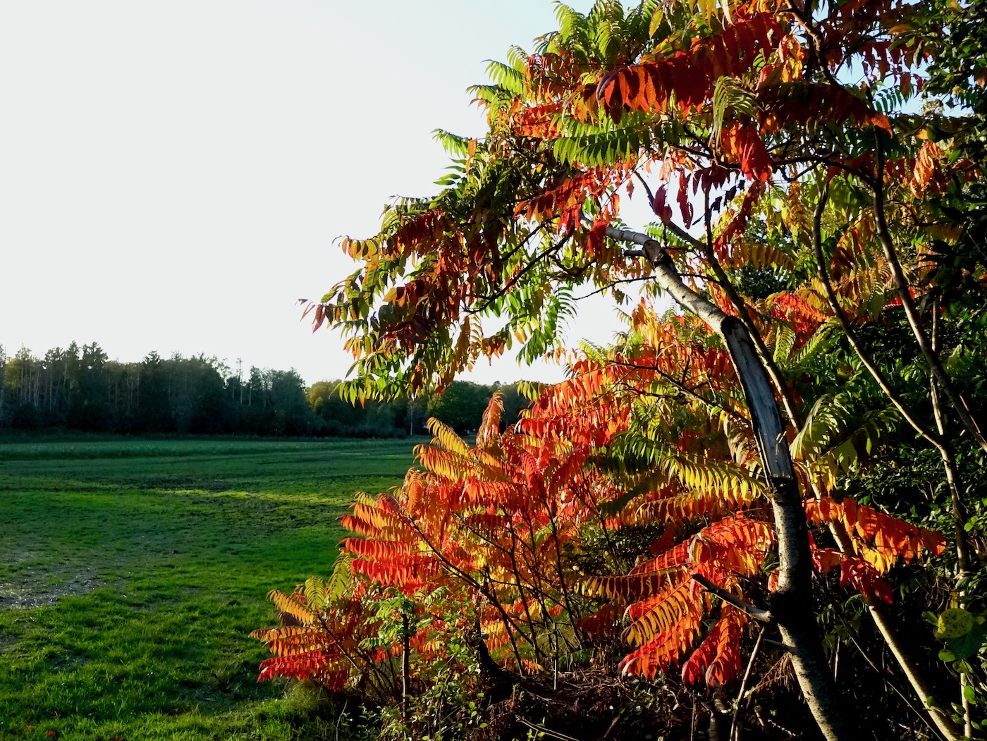 herfstkleurenhoek - 1