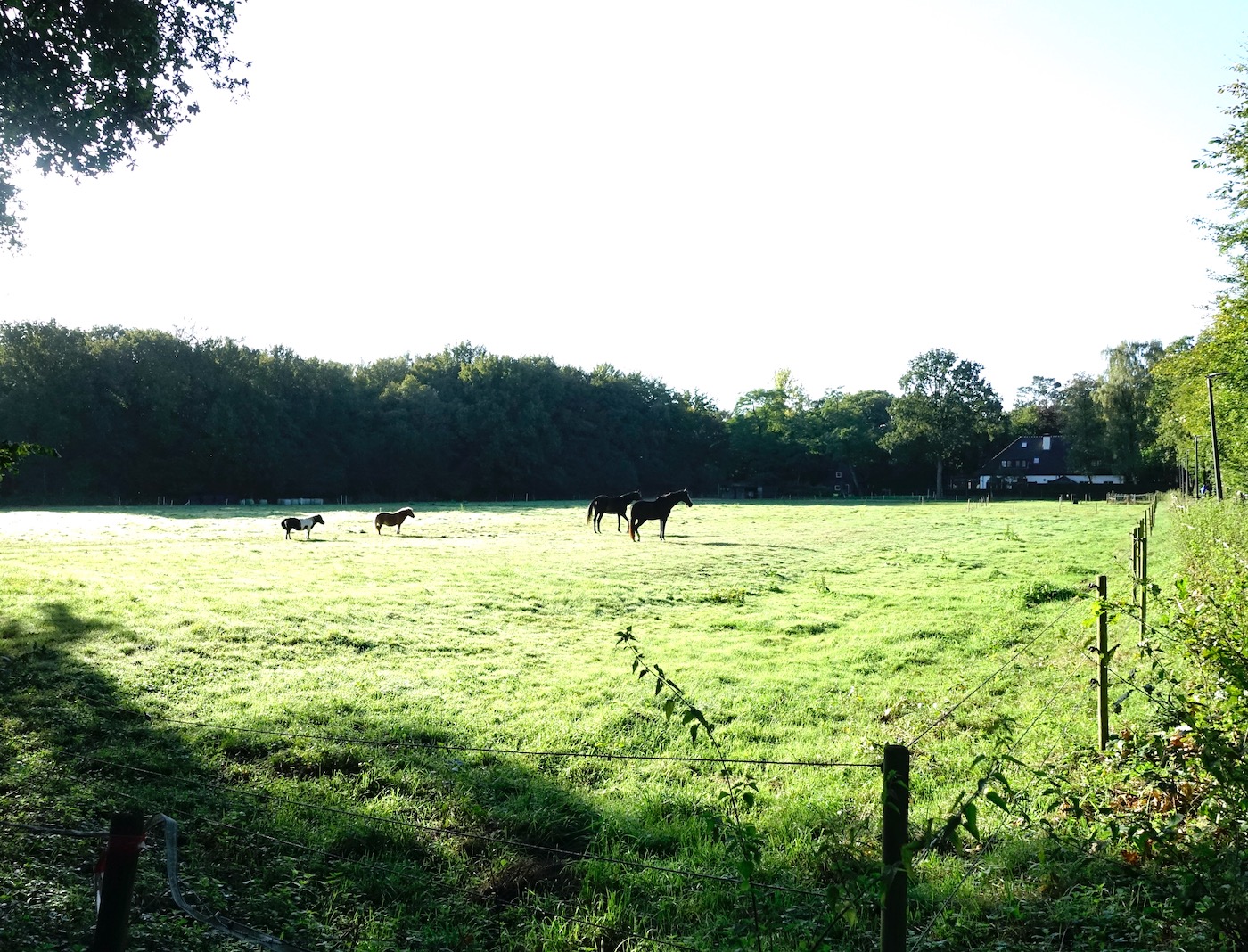 ochtend paarden - 1