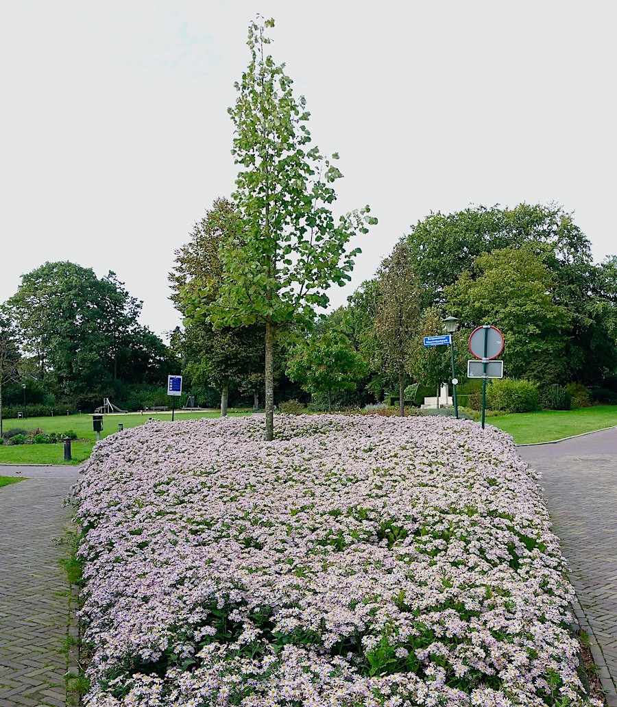 park driehoekchrys - 1