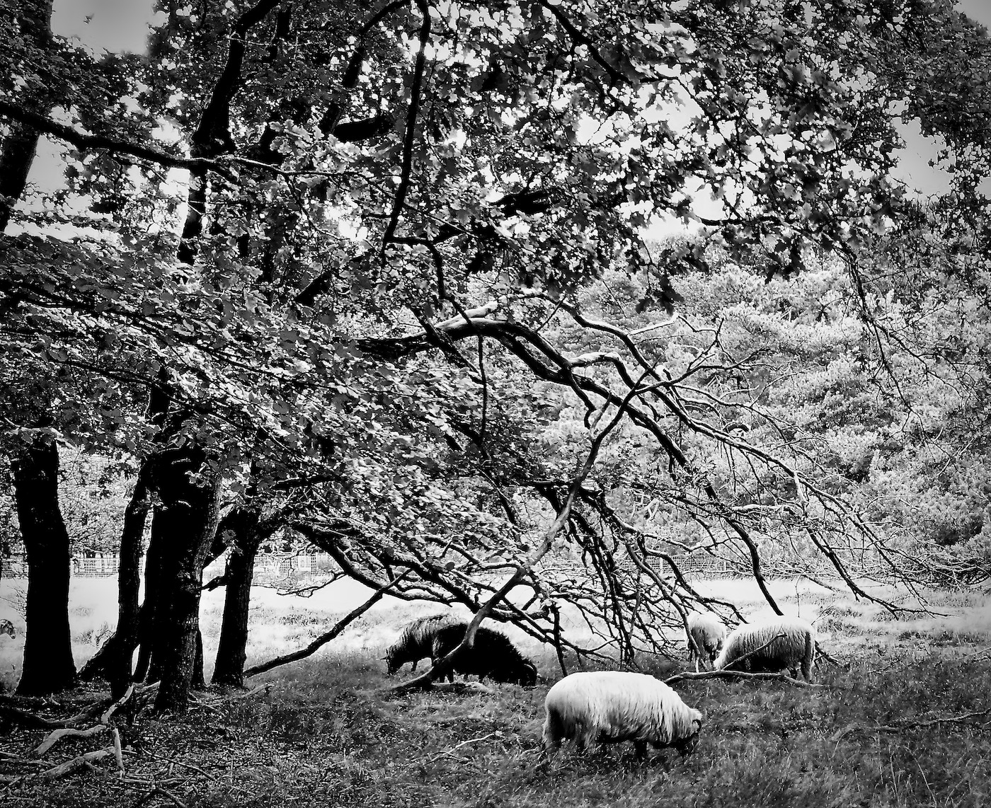 schapen bw - 1