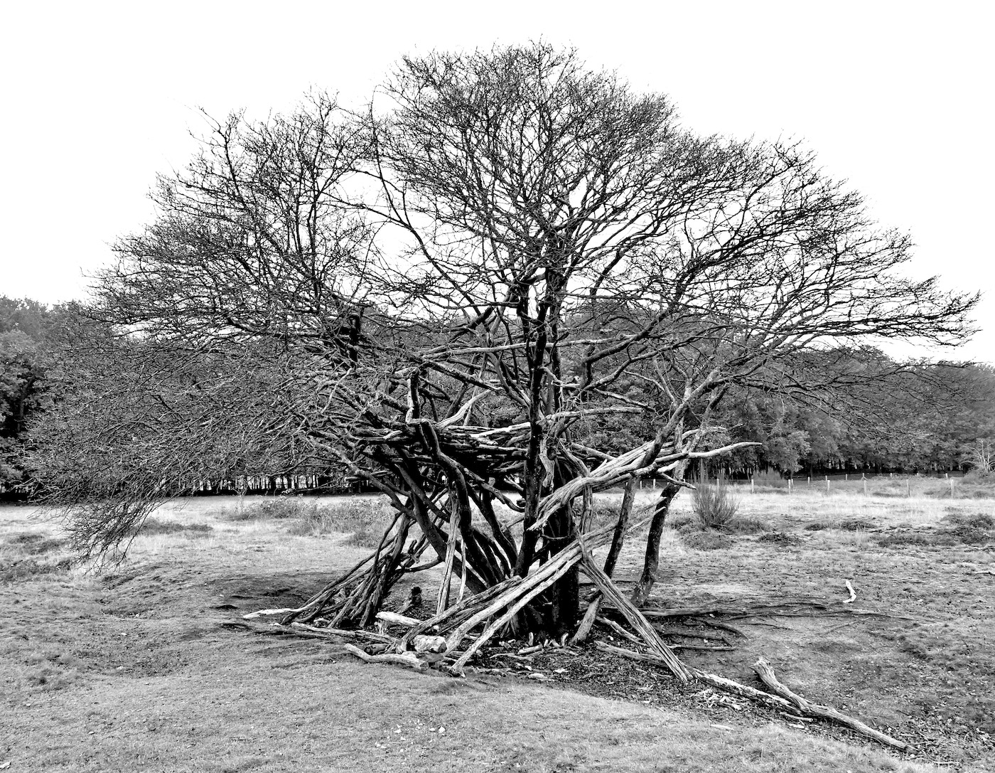 boomwortelskaal2 - 1