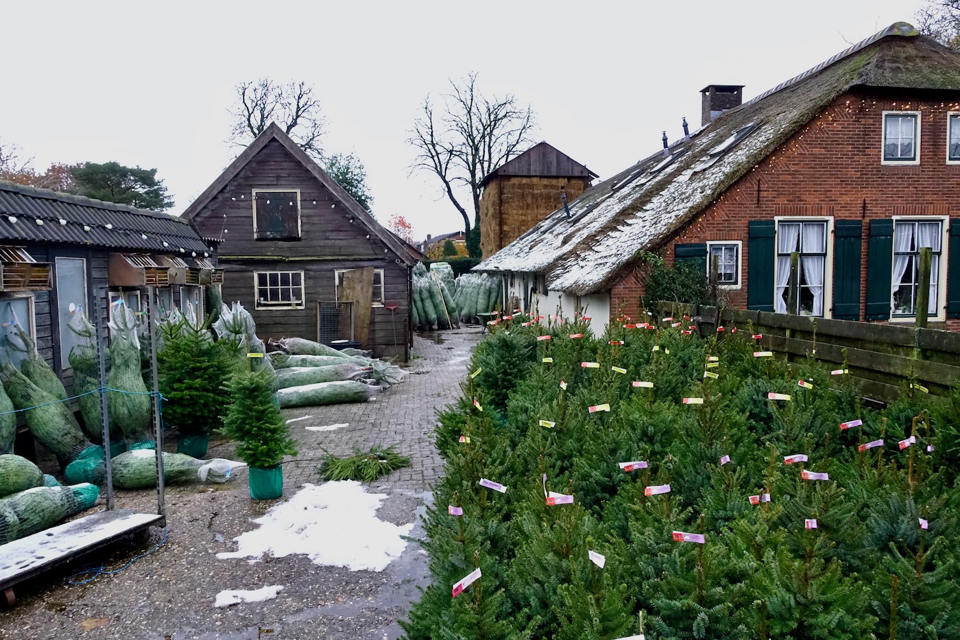 meelmuis kerstbomen - 1