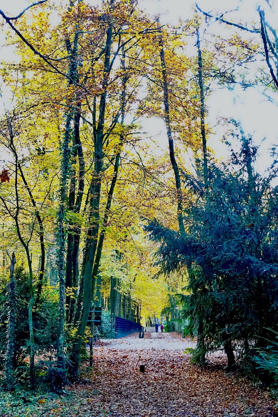 schapendrift doorkijk - 1