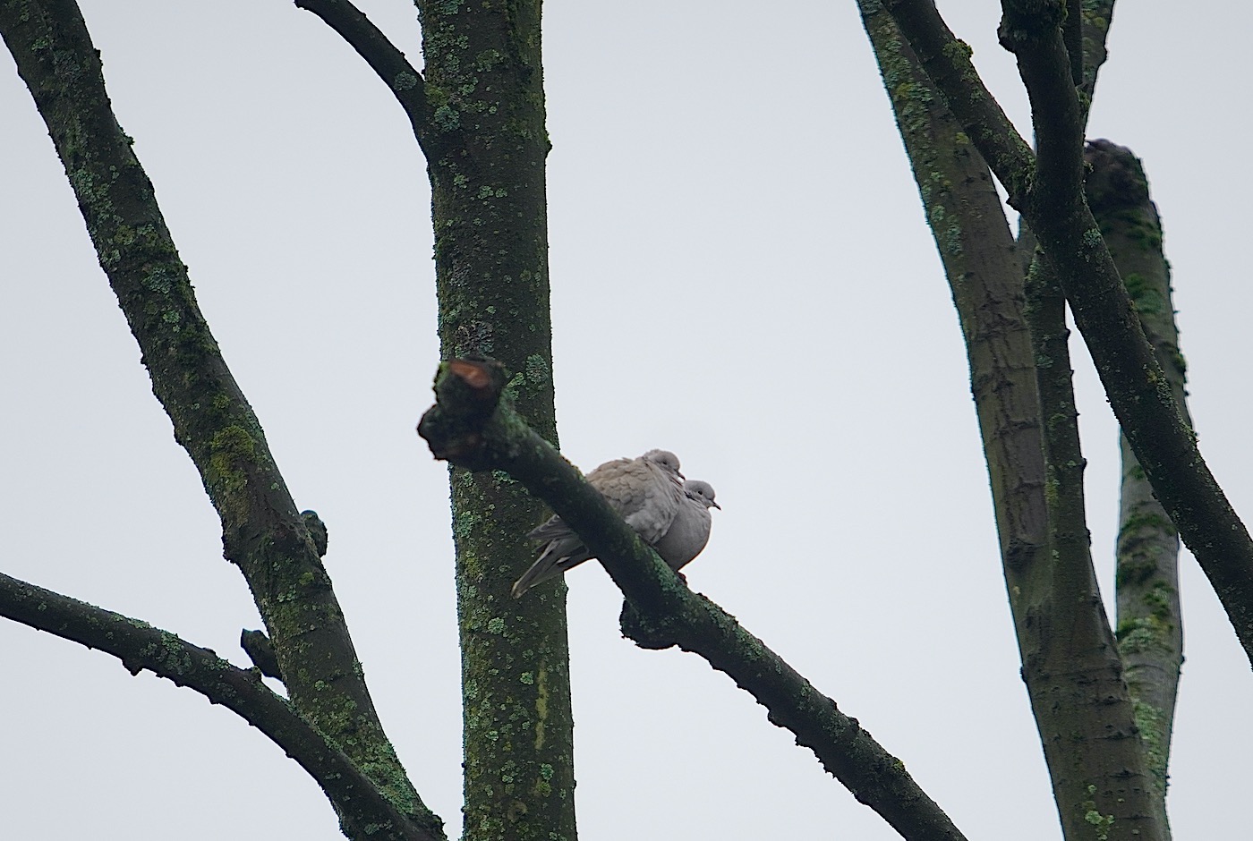 duivenpaar2 - 1