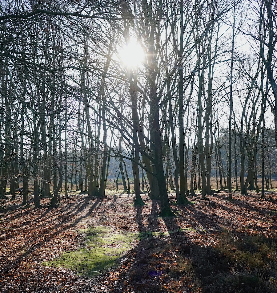 bomen zon backlite - 1