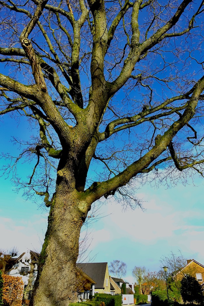 boom angerechtswg - 1